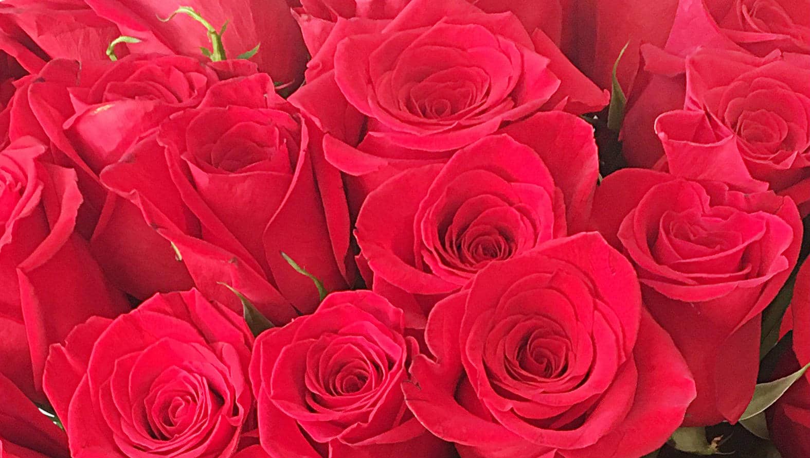 50-red-roses-bouquet-flower-station-close-up.jpg
