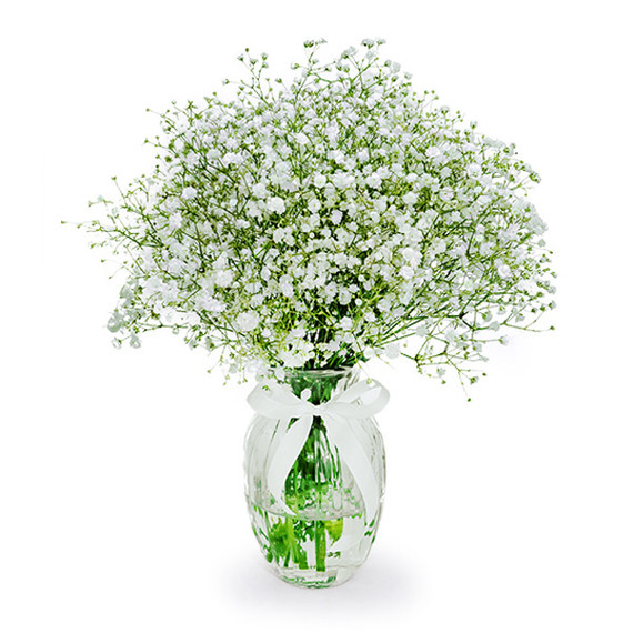 Delight your senses with this vivacious but delicate arrangement delivered in a free glass vase. Luxury Baby’s Breath flowers in a bunch.