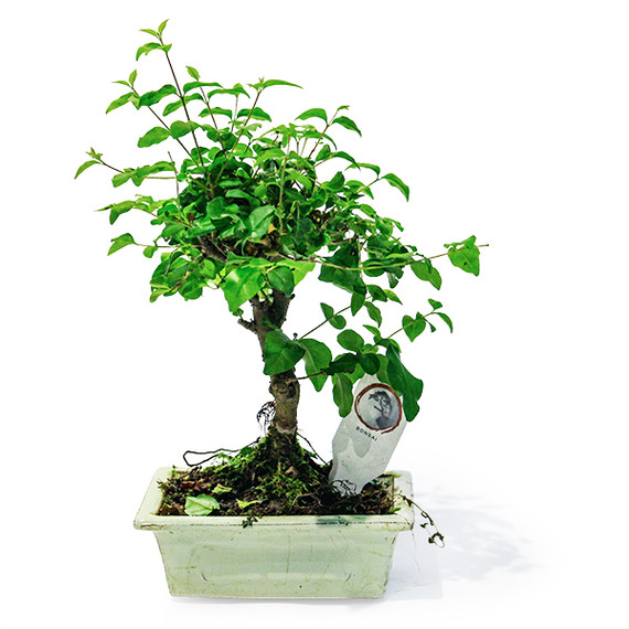 bonsai tree